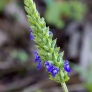 Chia plante Chiaplanten med dens karakteristiske lilla blomsterstande, der dyrkes for sine kreative egenskaber i køkkenet.