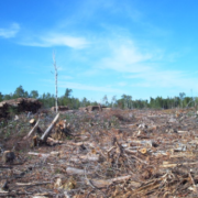 Fældning af regnskove