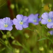 Hørfrø plante Hørfrø (Linum usitatissimum) Planten: En smuk, lyseblå hørfrøplante i blomst, der danner grundlaget for den kreative brug af sunde fedtsyrer.