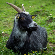 Rent etikl. En sort ged i græsset ligger fornøjelig i græsset