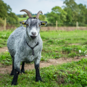 Etik når det er bedst. Vi ser en glad ged i grønne omgivelser