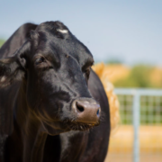 Mere etik. Her ser vi en voksen sort tilfreds ko