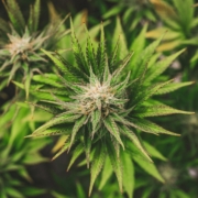hampeplante Den grønne og frodige hampeplante, som leverer råvarer til det kreative og nærende plantekøkken.