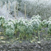 Grønkål i vinterforklædning Grønkål står flot langt ind i vinteren