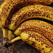 Lækre velmodne bananer Modne bananer med sukkerpletter