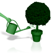 watering_plant Vi ser et billede af en vandkande, som hælder skyllevand fra kikærter ud i en potteplante